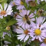 Généreuses abeilles La production de miel a été excellente en 2025, notamment les miels de colza, acacia, tilleul et toutes fleurs.