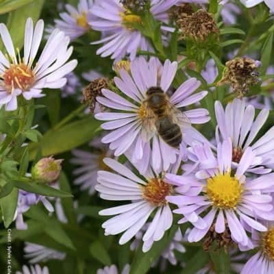 La production de miel a été excellente en 2025, notamment les miels de colza, acacia, tilleul et toutes fleurs.