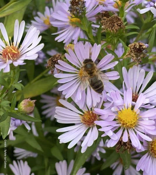 La production de miel a été excellente en 2025, notamment les miels de colza, acacia, tilleul et toutes fleurs.