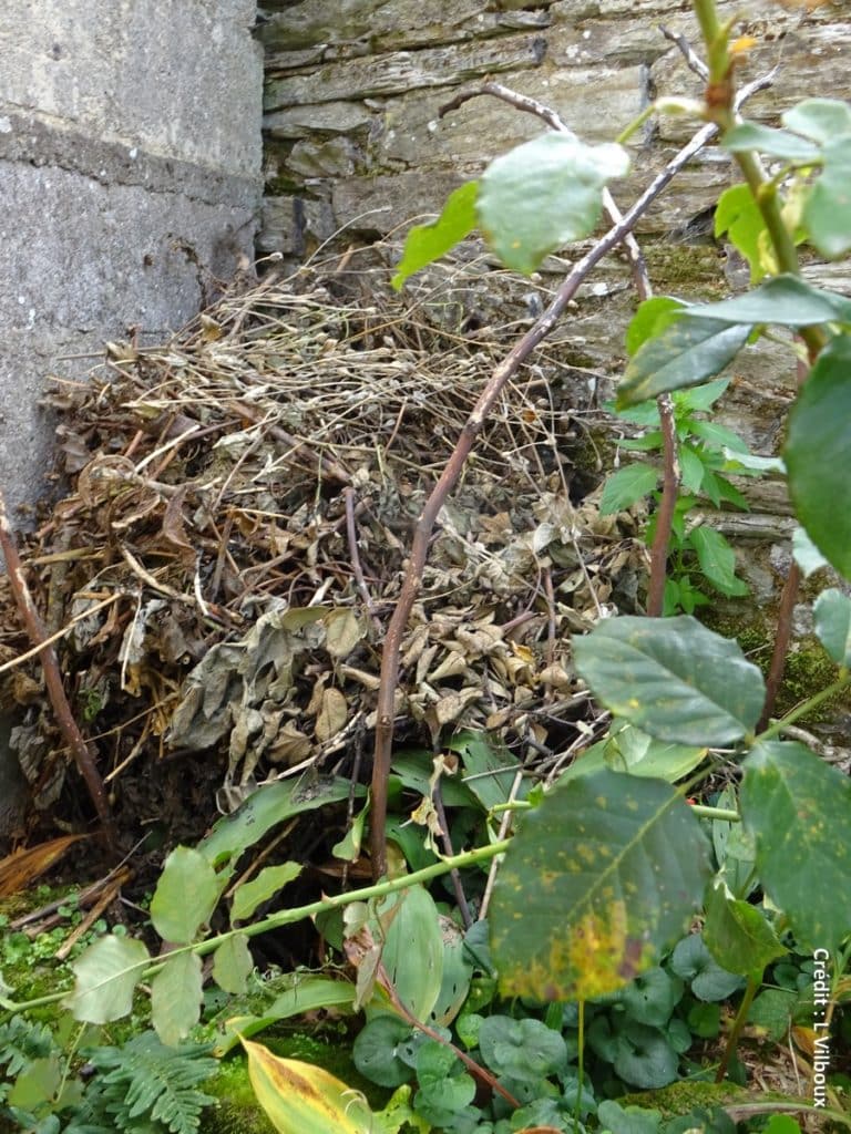 Les branchages dans un coin du jardin où un hérisson a trouvé refuge.