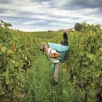 Vieilles Vignes fortes têtes V167vigne1B