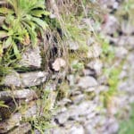 Pas si mauvaises ces herbes ! V167herbes1 © Axel Puig