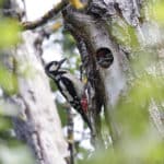 V167pic loge © Jean Michel Beliard LPO