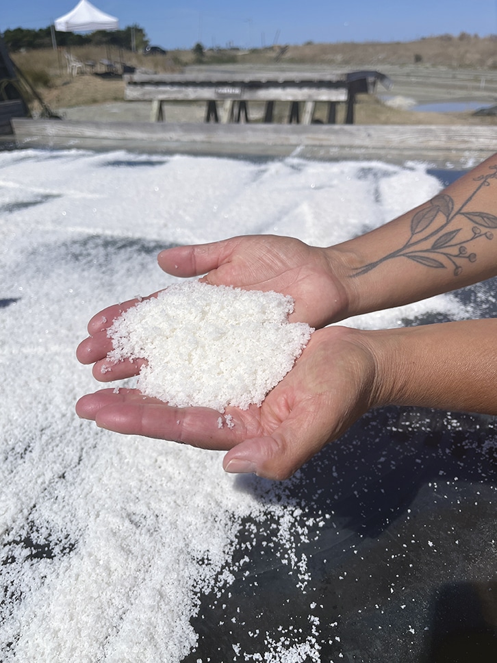 Ils cultivent l'or blanc vendéen