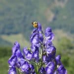 L’Office français de la biodiversité (OFB) lance un nouvel appel à projets, visant à identifier et soutenir financièrement de nouveaux projets de restauration de la biodiversité.