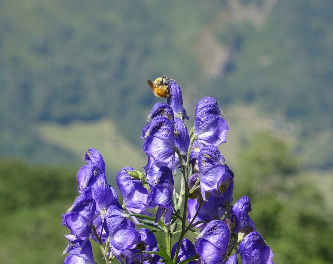 L’Office français de la biodiversité (OFB) lance un nouvel appel à projets, visant à identifier et soutenir financièrement de nouveaux projets de restauration de la biodiversité.