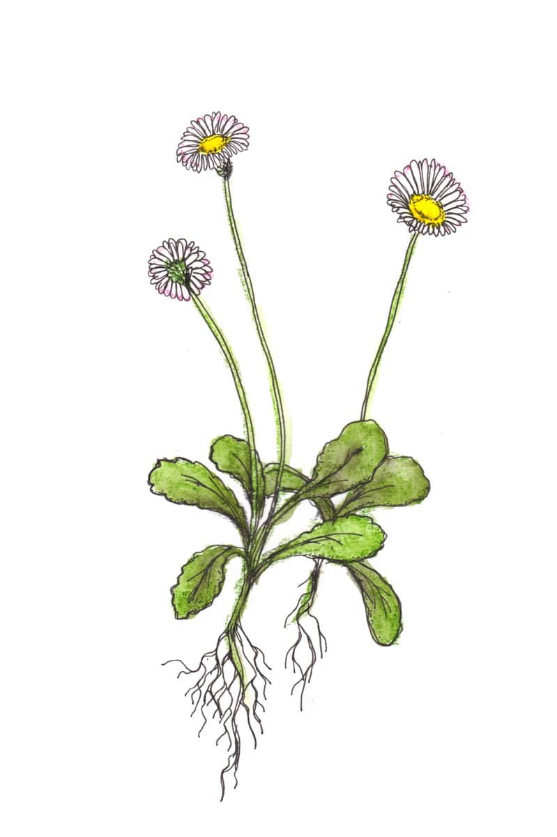 Toutes les qualités de la pâquerette