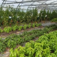 Vignette pour l'image de la liste principale