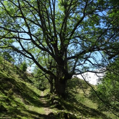 Quatre podcast pour mieux comprendre les enjeux agricoles, climatiques et environnementaux.