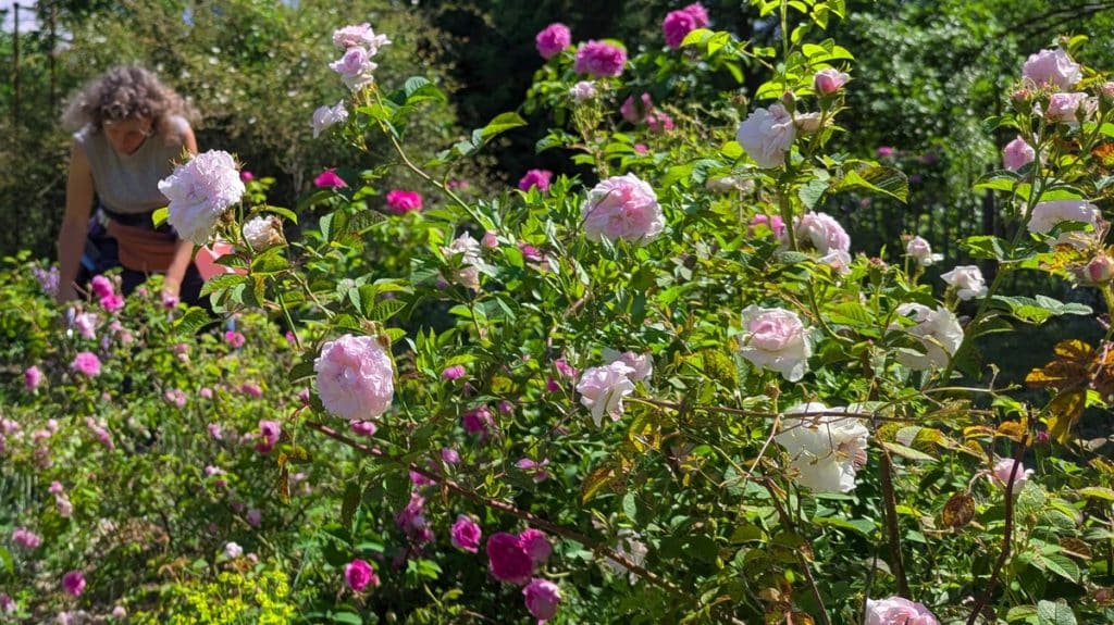 Le vaste jardin de la Roseraie de Gérenton, située à Bédouin au pied du Mont Ventoux,