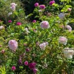 Le vaste jardin de la Roseraie de Gérenton, située à Bédouin au pied du Mont Ventoux,