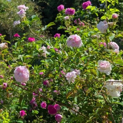 Le vaste jardin de la Roseraie de Gérenton, située à Bédouin au pied du Mont Ventoux,