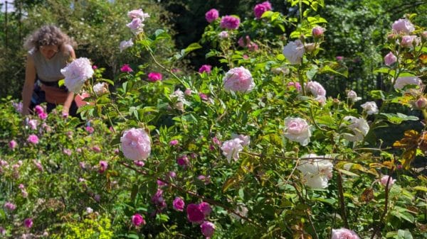 Le vaste jardin de la Roseraie de Gérenton, située à Bédouin au pied du Mont Ventoux,