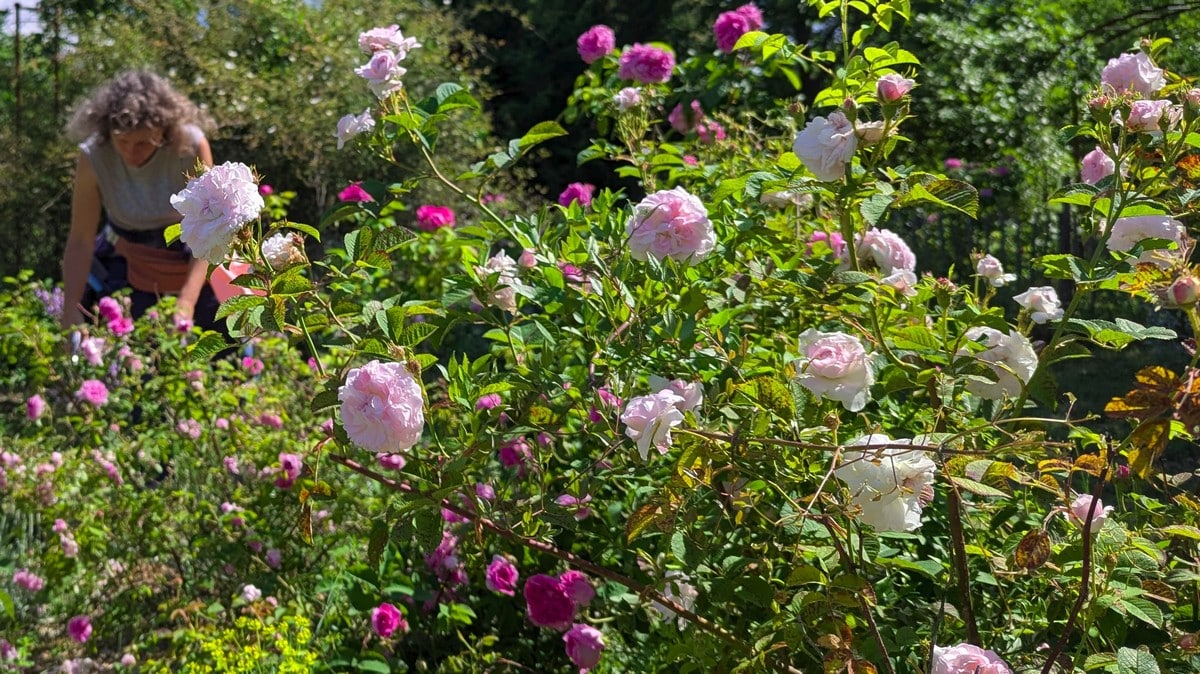 Le vaste jardin de la Roseraie de Gérenton, située à Bédouin au pied du Mont Ventoux,