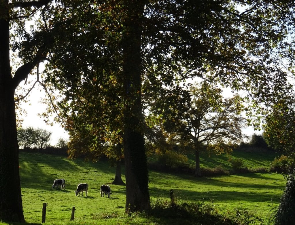 Coup de chaud ? plantez des arbres