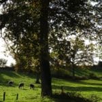 Coup de chaud ? plantez des arbres