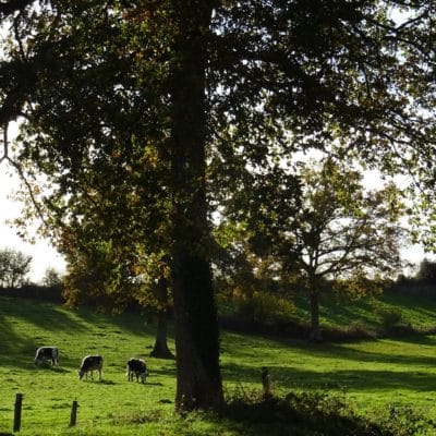 Coup de chaud ? plantez des arbres