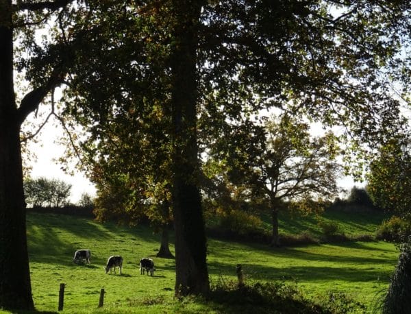Coup de chaud ? plantez des arbres
