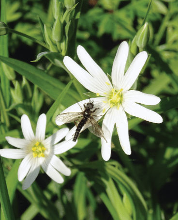 Les insectes, ça compte !